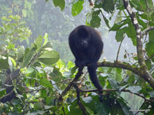 Singe hurleur - Costa Rica